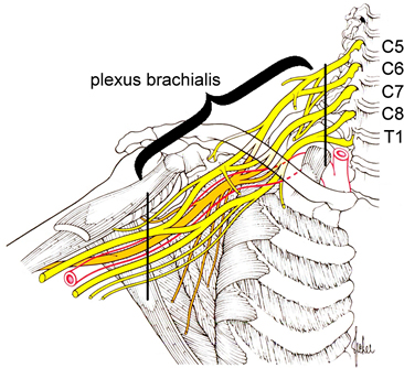 Plexus brachialis